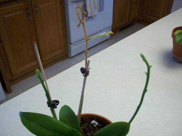Как ухаживать за орхидеей после цветения в домашних условиях.