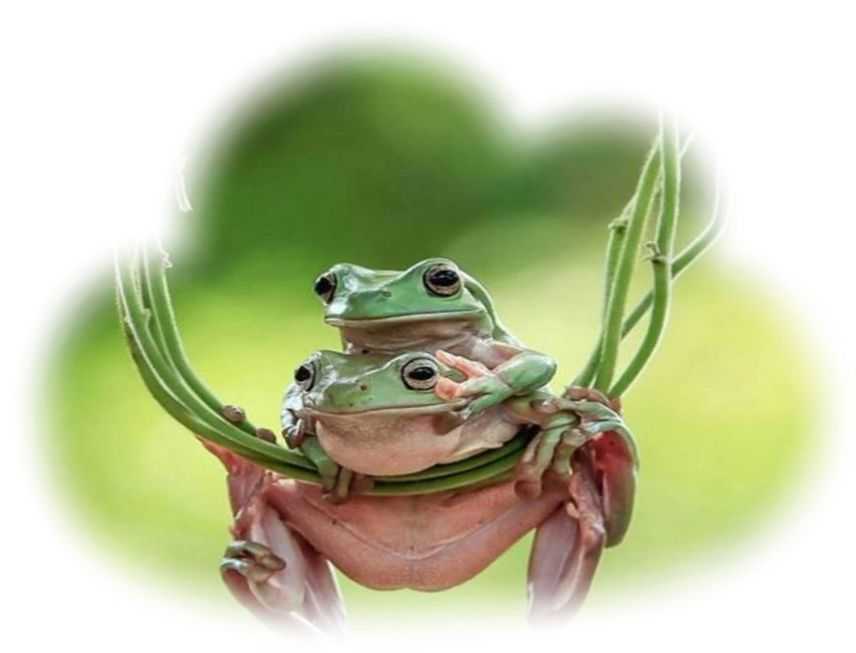 Сонник лягушка: большая, маленькая, белая, зеленая, черная, гадкая, золотая. к чему снится жаба в воде, на земле, в траве, раздавленная, квакающая: значения сна