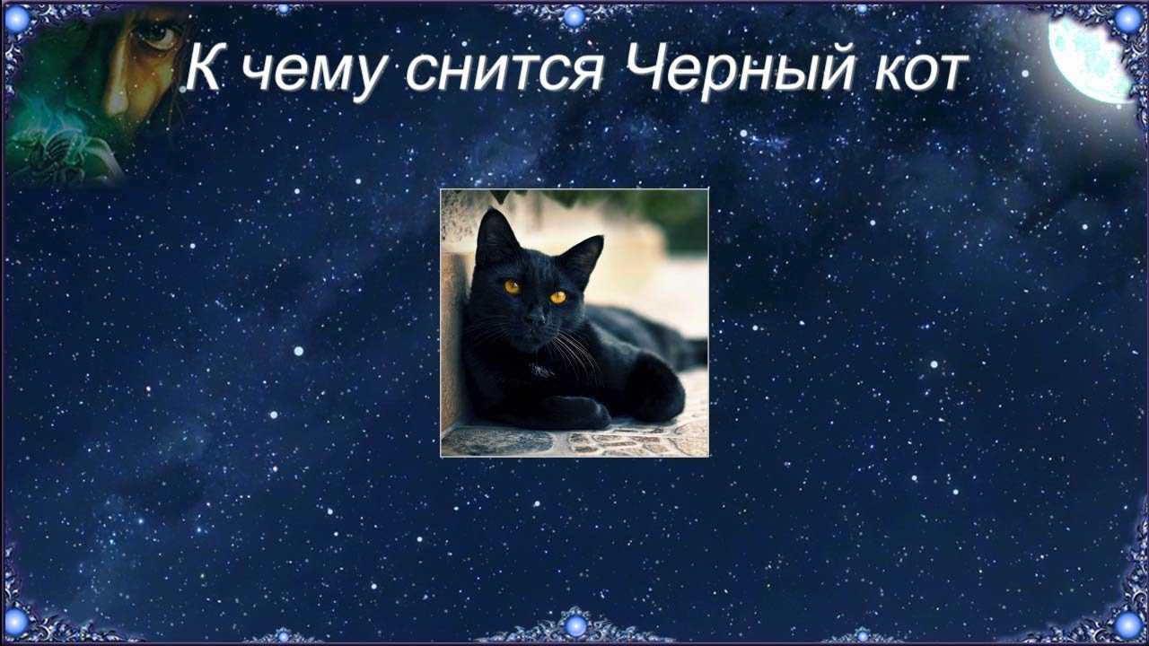 Сонник кошка черная. к чему снится кошка черная видеть во сне - сонник дома солнца