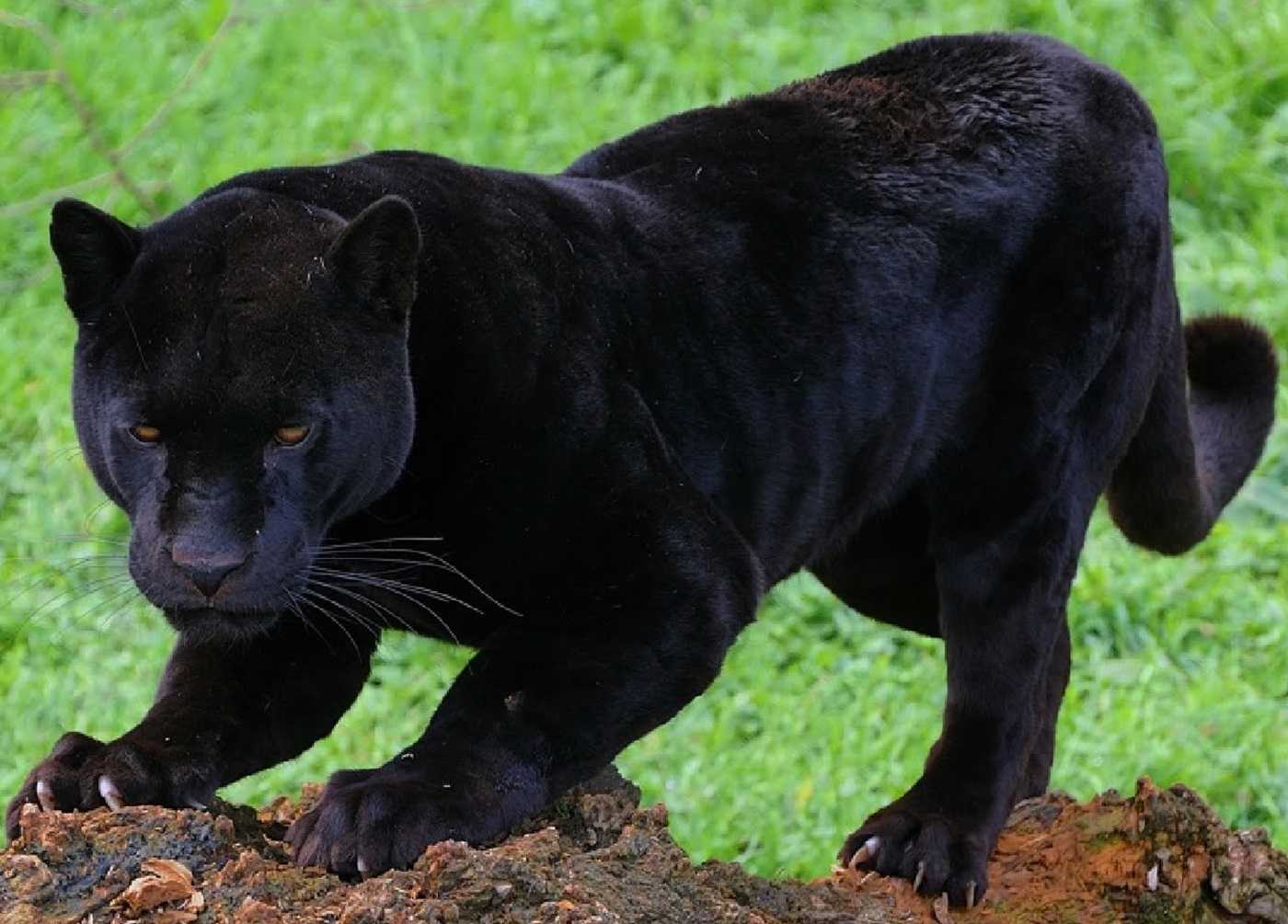 Пантера черная характеристики