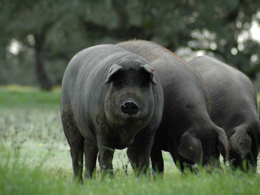 К чему снятся свиньи? основные толкования разных сонников - к чему снятся свиньи - автор екатерина данилова - журнал женское мнение