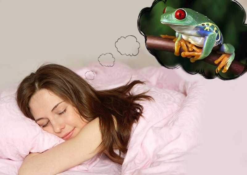 К чему снится жаба: сонник, толкование сна