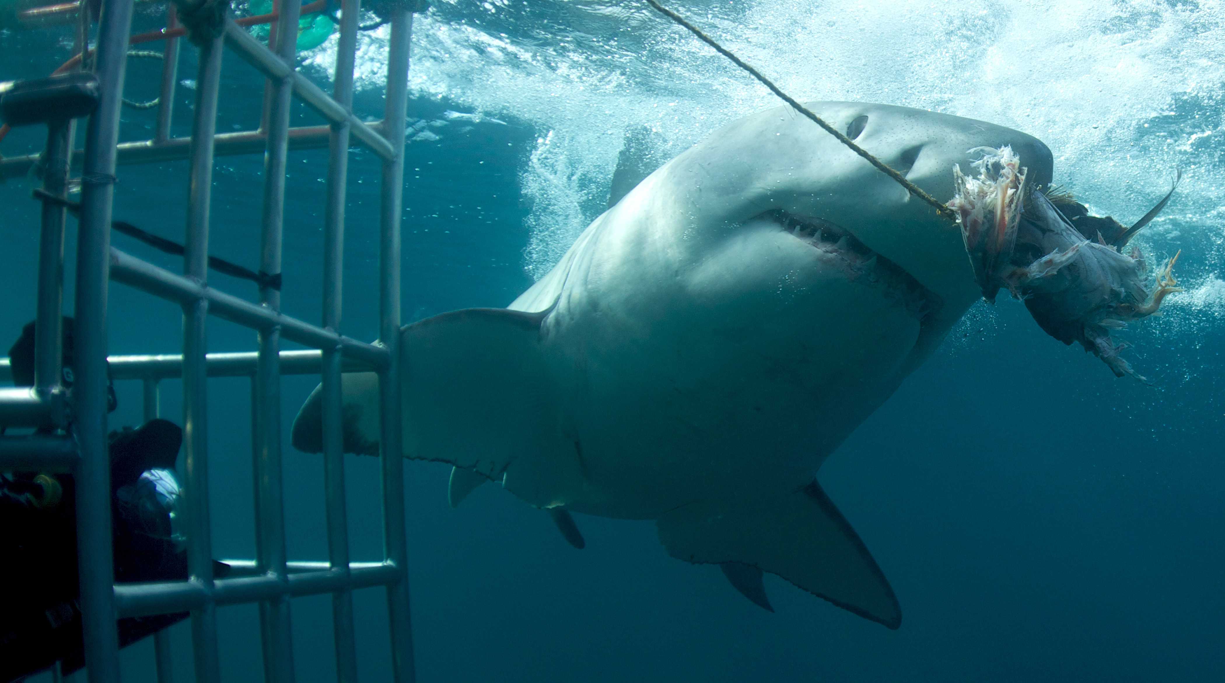 25 лучших фильмов об акулах