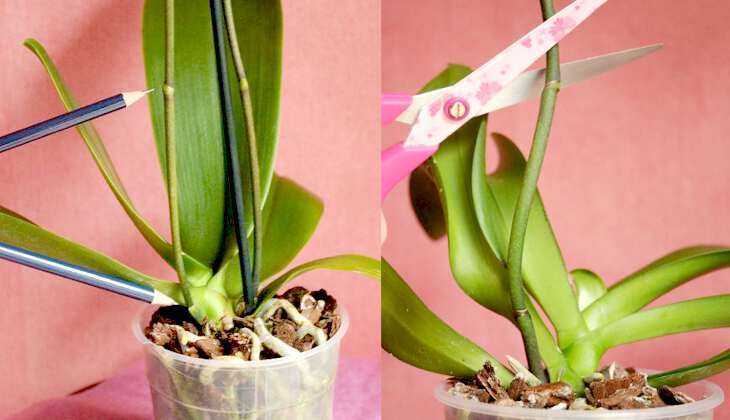 Орхидея отцвела: что делать со стрелкой, как ухаживать дальше