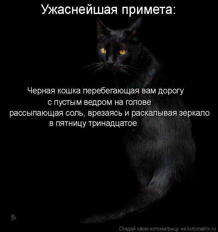 Приснился черный кот