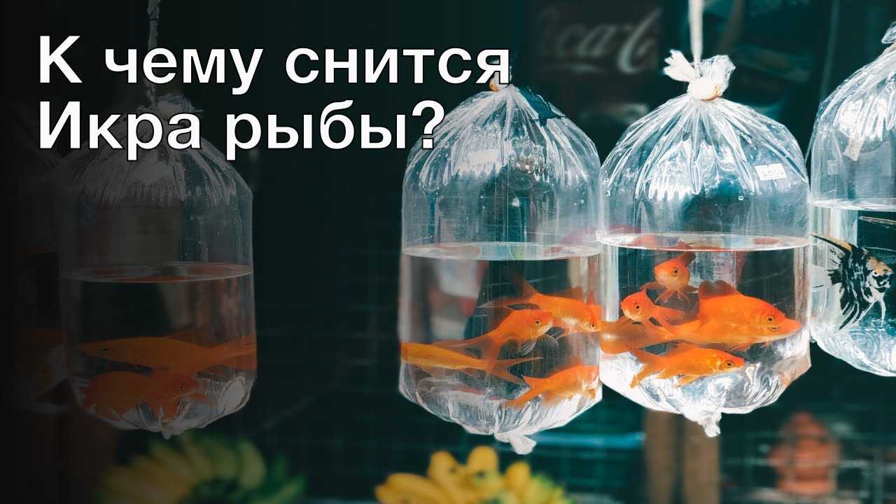 Узнай! к чему снится красная икра по соннику | kalendarnagod.ru