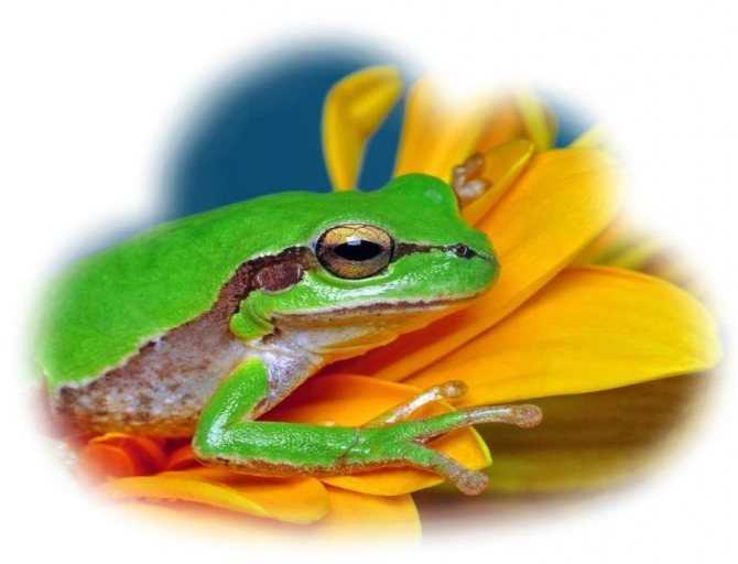 К чему снится жаба 🐸 во сне, сонник - лягушки, толкование сна
