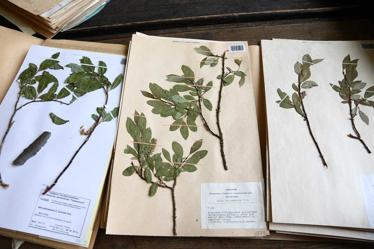 Что такое ботаническая папка в биологии 5. Коллекция Академика Георга Форстера гербарий. Кассия остролистная гербарий.