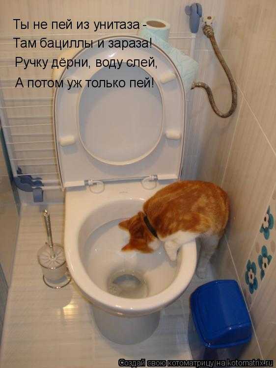 Сонник в туалет по большому. Кот в туалете. Кот свалился в унитаз.