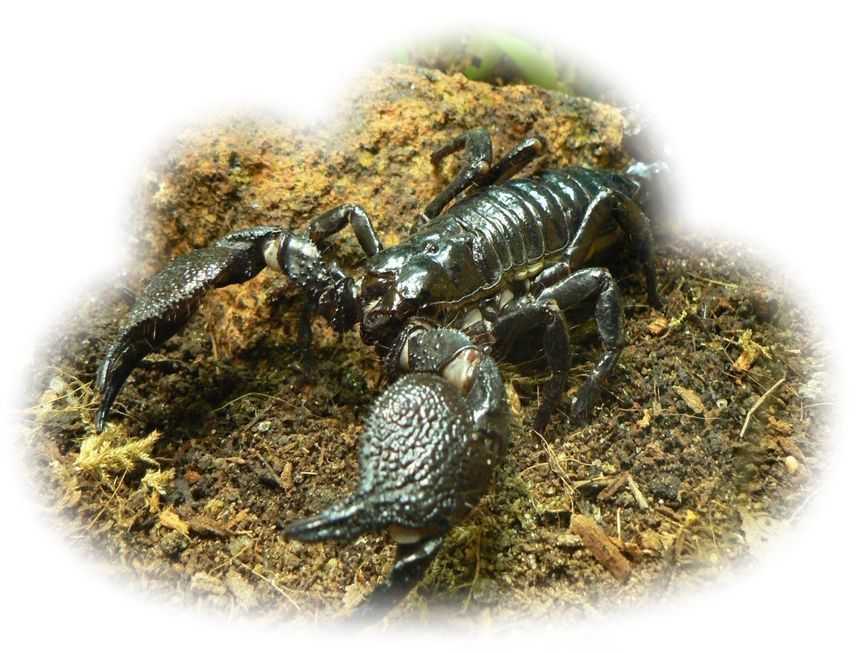 К чему сниться скорпион. к чему снятся скорпионы, большие или маленькие? основные толкования к чему снится скорпион живой или нарисованный, тату скорпион