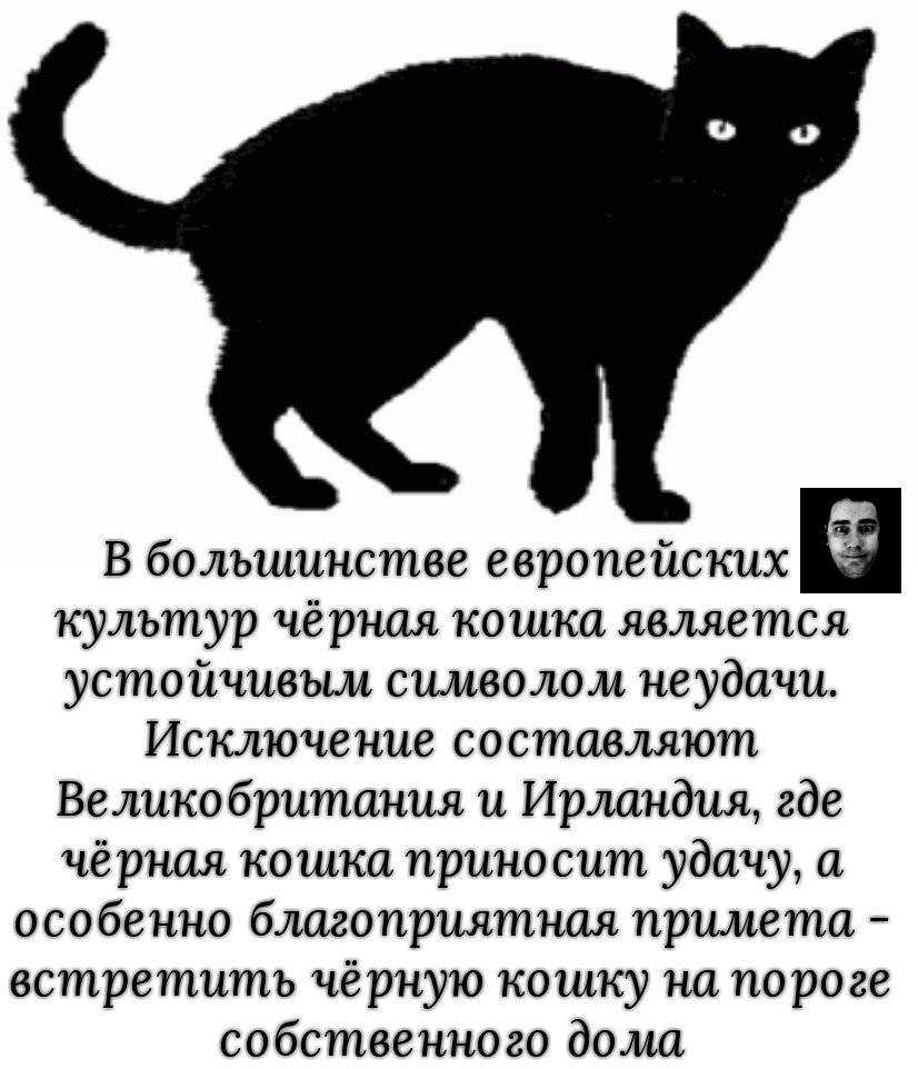 Сонник черная кошка к чему снится черная кошка во сне | сонник
