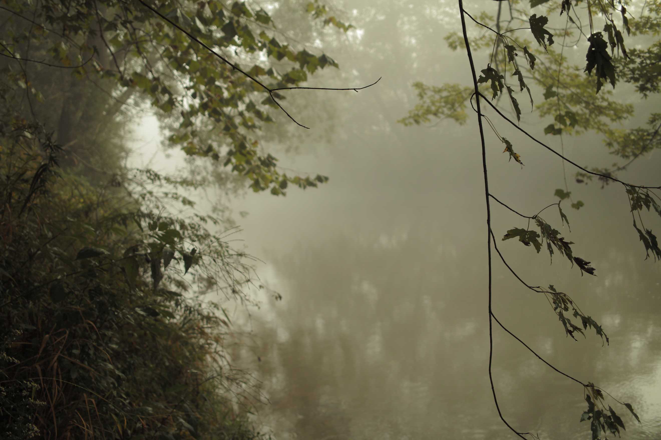 Атмосферные стоки. Дождь в лесу. Дождь и туман. Пейзаж Эстетика. Природа туман.