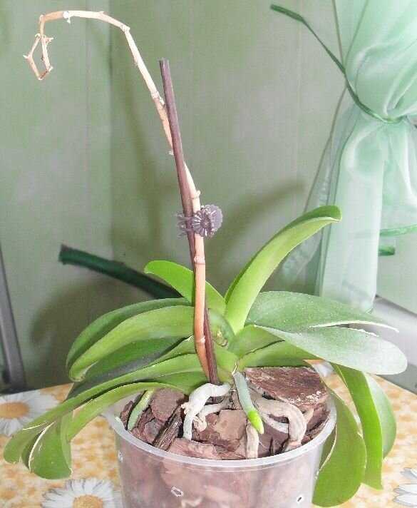 Уход за орхидеями после цветения в домашних условиях: обрезка, пересадка, полив