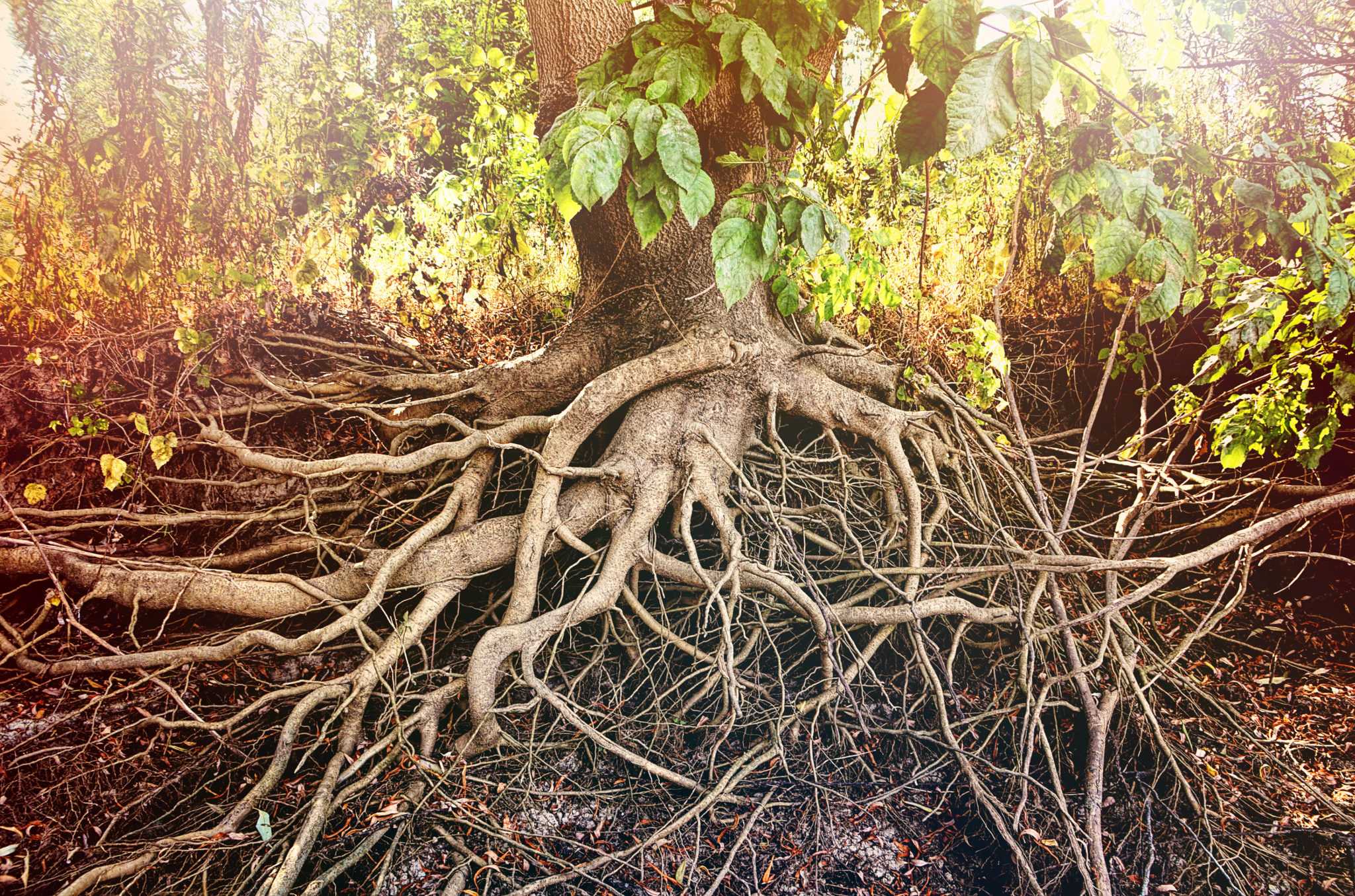Я сильное могущее дерево. Корни дерева. Корни растений. Корневая система деревьев. Дерево с мощной корневой системой.