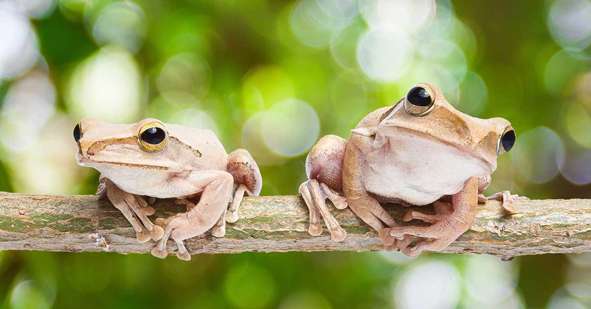 Толкования сонника - к чему может сниться большая жаба, лягушка