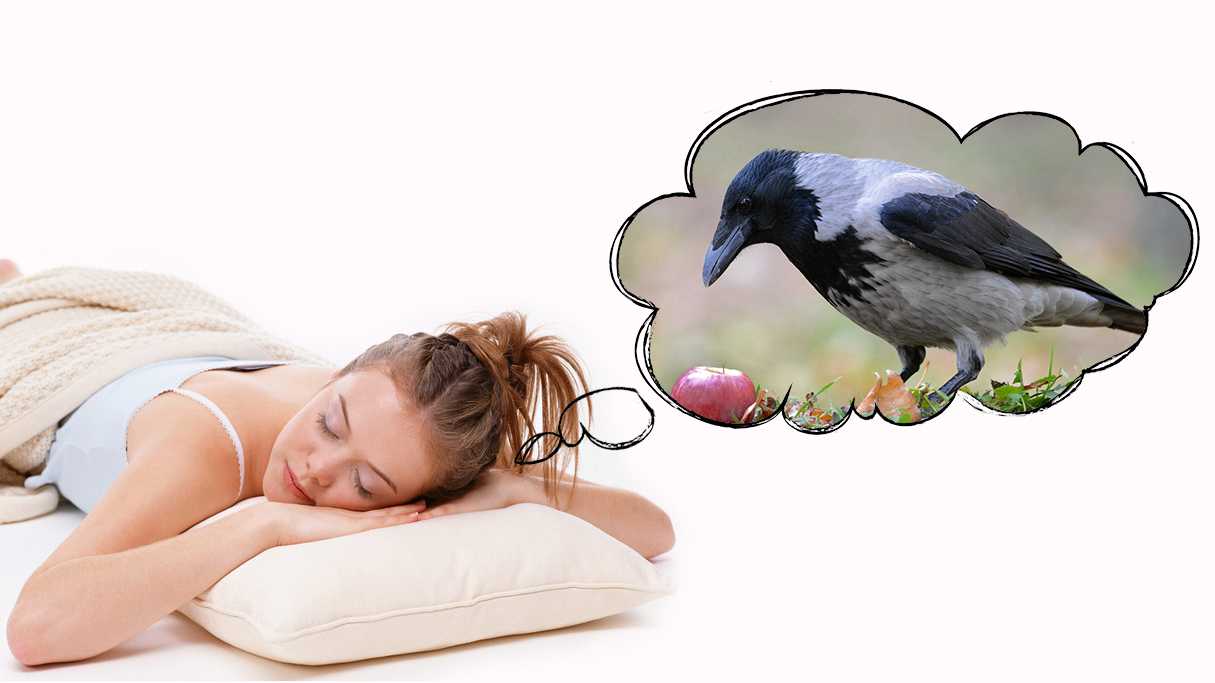 К чему снятся  вороны во сне — по 90 сонникам! если видишь во сне вороны что значит?