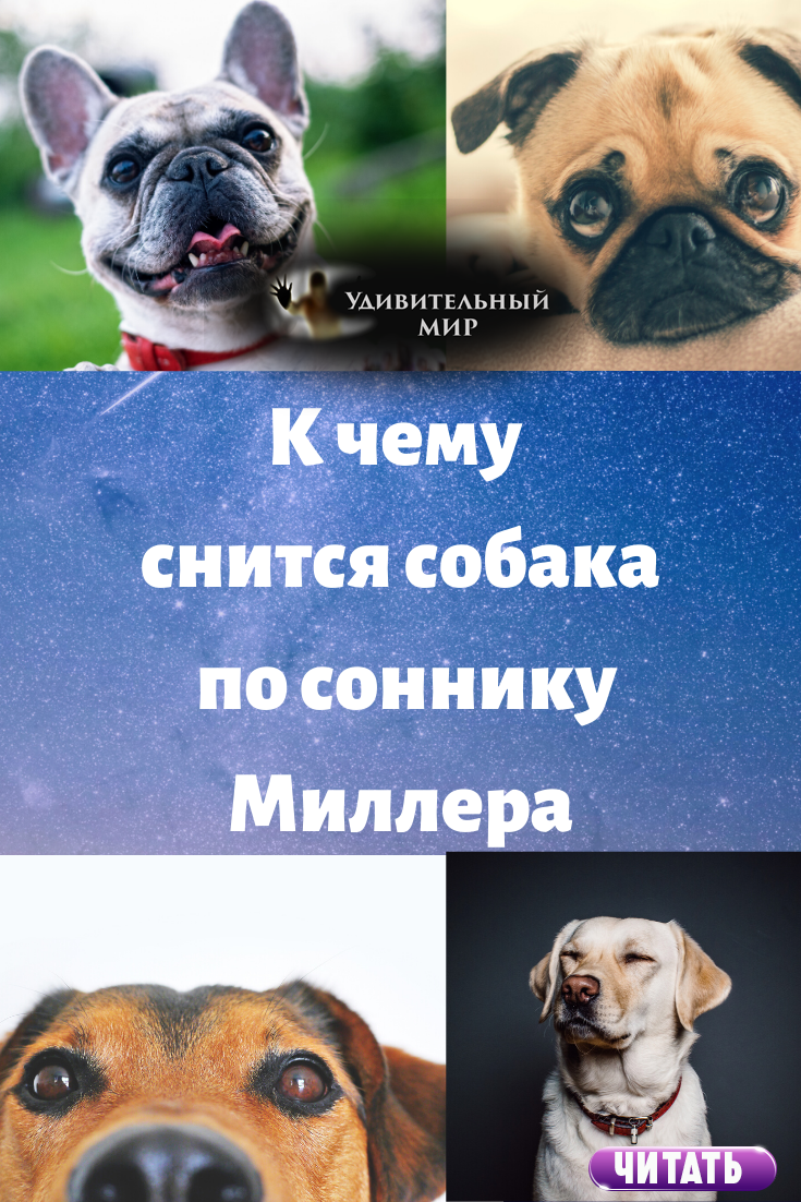 К чему снится собака с щенками? значение сновидения - tolksnov.ru