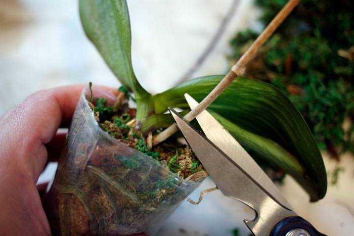 Орхидея отцвела, что делать дальше в домашних условиях