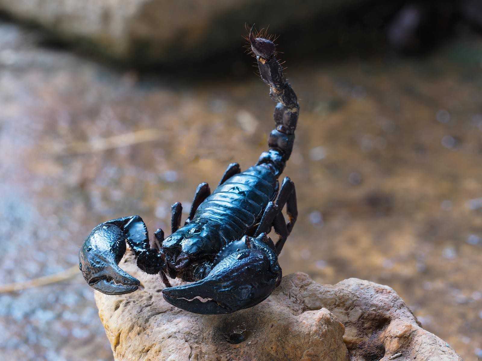 К чему снится черный скорпион: маленький, большой, жалящий, убегающий, в доме, банке, кусает, нападает, дерется, ловить, убить