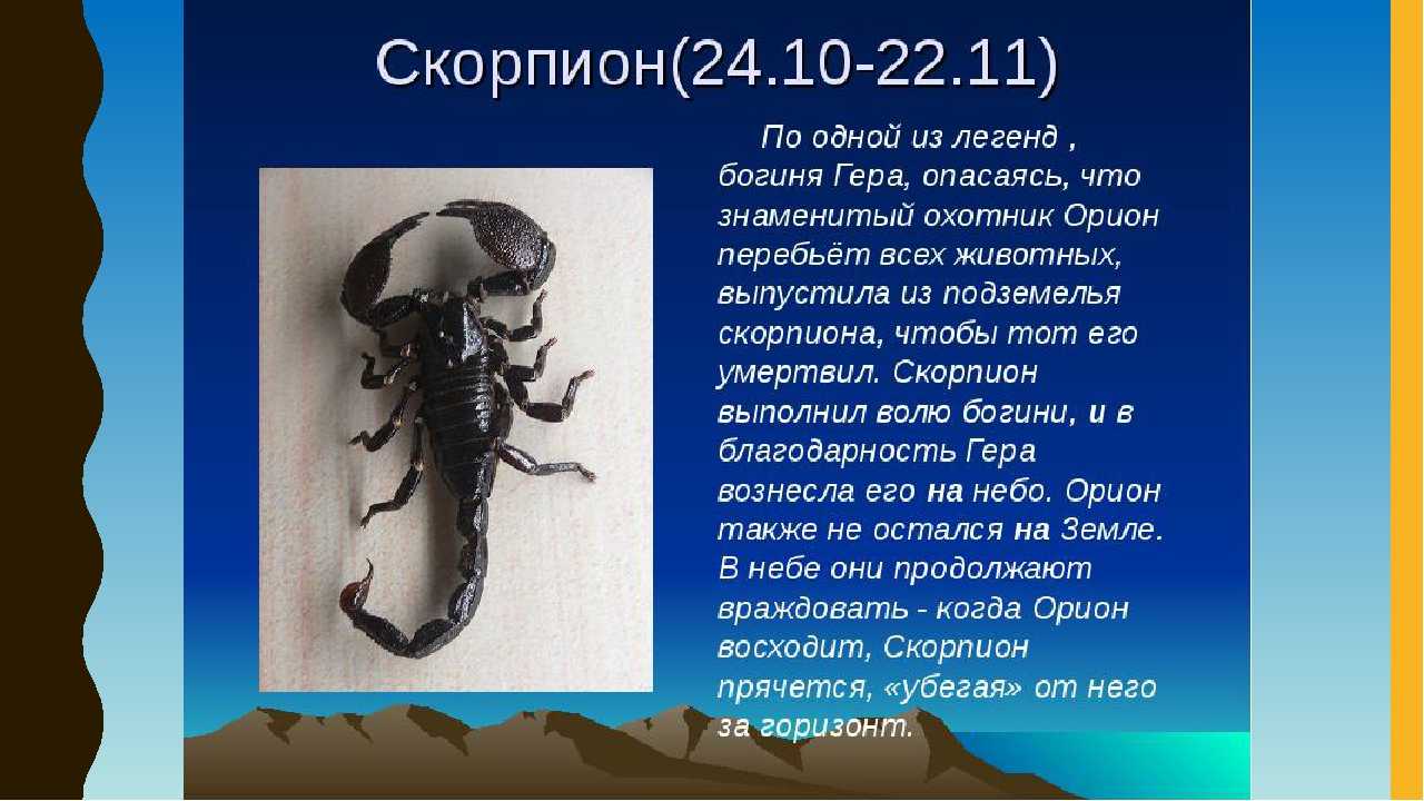 Скорпионы — сонник, полное значение