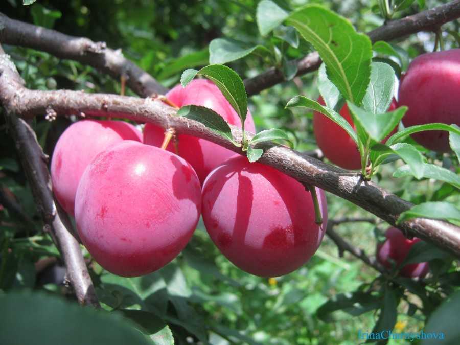 К чему снятся сливы: толкования сливового сада сонниками, что означают крупные фрукты на дереве