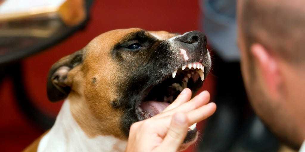 К чему снится, что собака нападает - сонник :: syl.ru