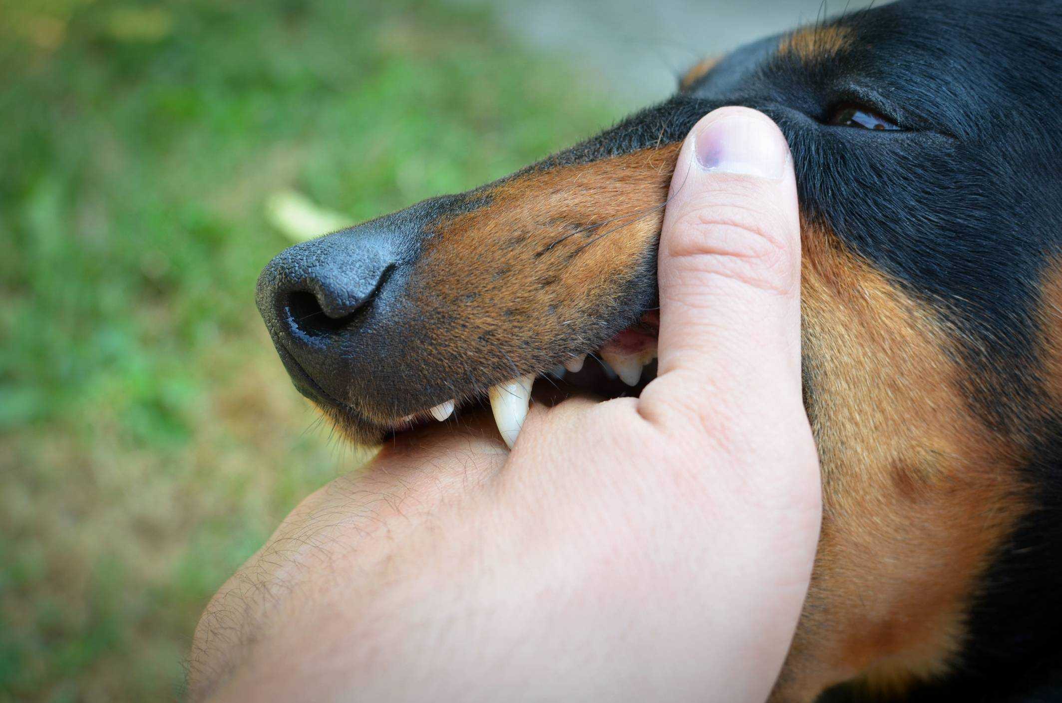 К чему снится собака, которая кусает за руку: без крови, черный пес