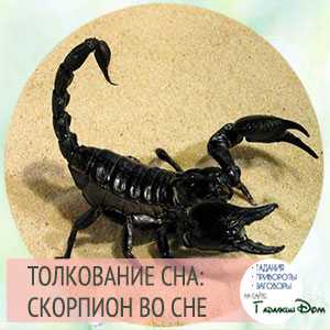 Скорпион: сонник. что значит, если во сне укусил черный или белый скорпион.? сонник: убить скорпиона :: syl.ru