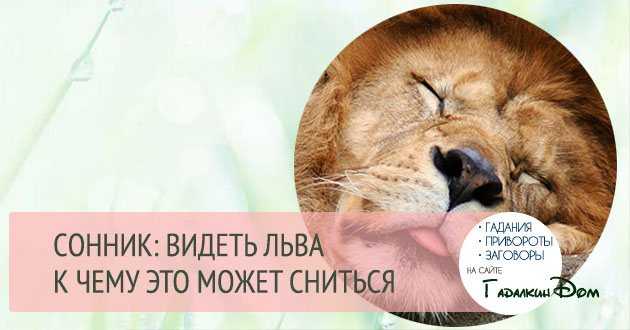К чему снятся львы? лев во сне: значение :: syl.ru