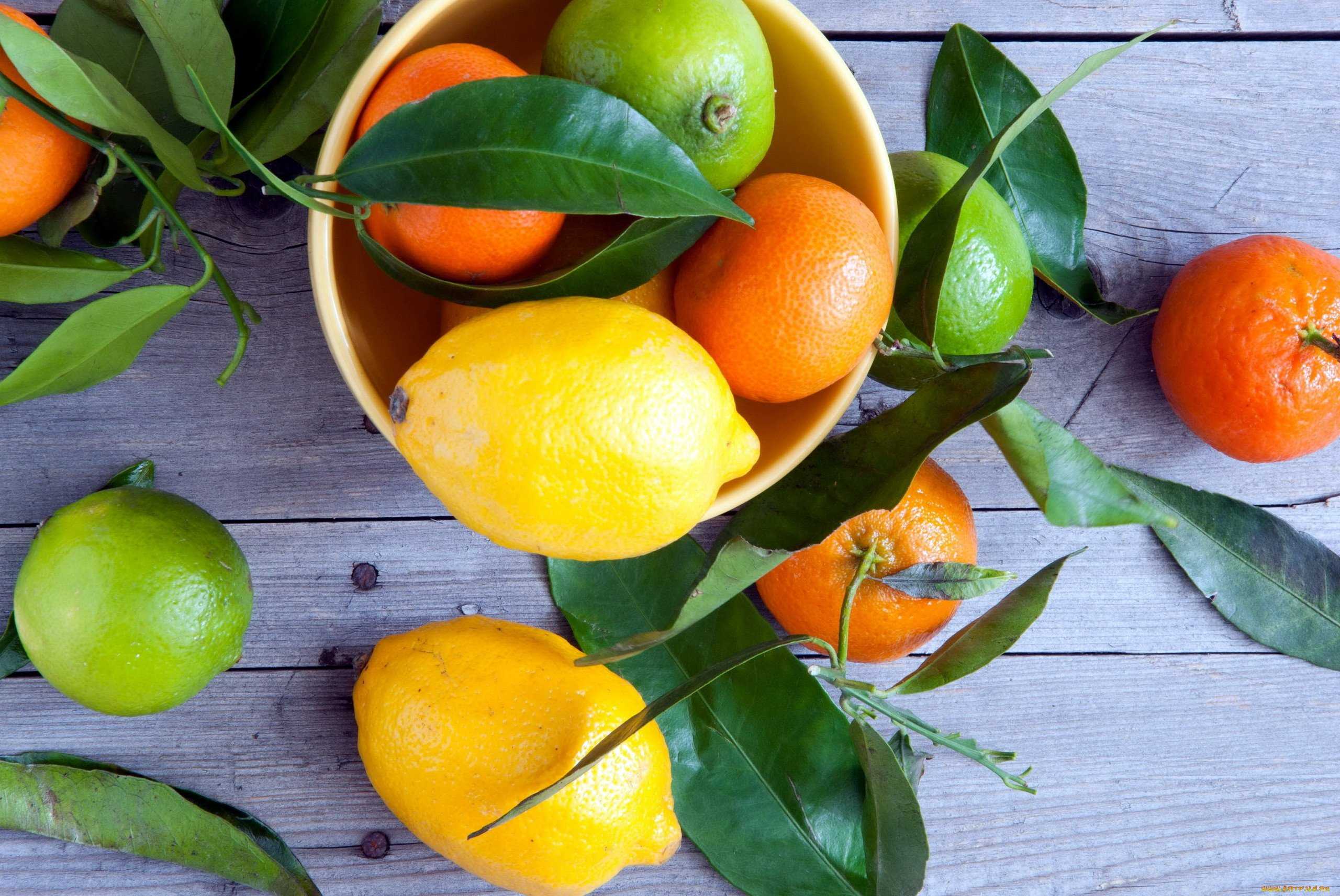 День апельсина и лимона картинки. Цитрус мандарин +апельсин. Померанца и цитрона. Цитрон цитрусовые. Лимон Citrus Limon.