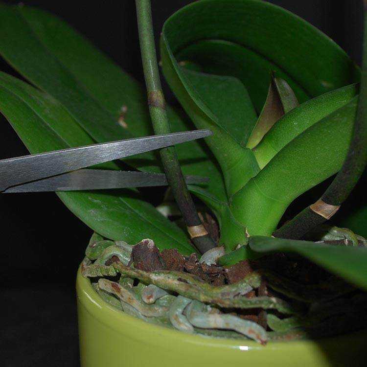 Орхидея отцвела, что делать дальше – коварные ошибки + фото