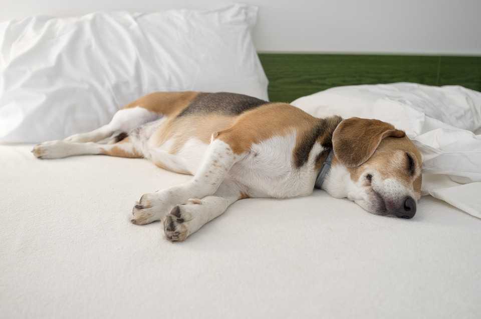 К чему снится собака с щенками? значение сновидения