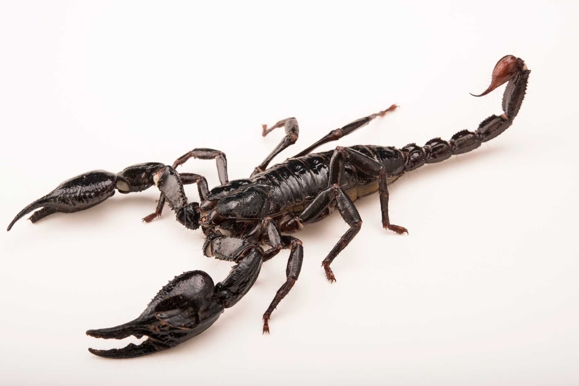 К чему снятся скорпионы женщине или мужчине — 60 толкований из разных сонников