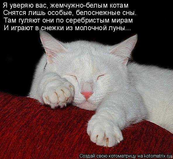 К чему снится кошка с котятами: толкование по сонникам