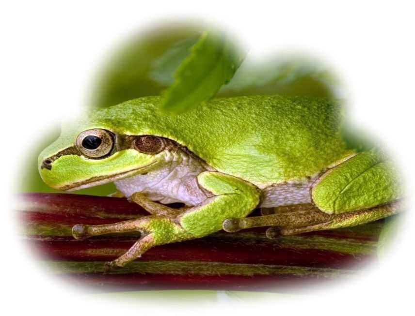К чему снится жаба живая настоящая или сказочная говорящая? основные толкования - к чему снится жаба или много маленьких жаб - автор екатерина данилова - журнал женское мнение