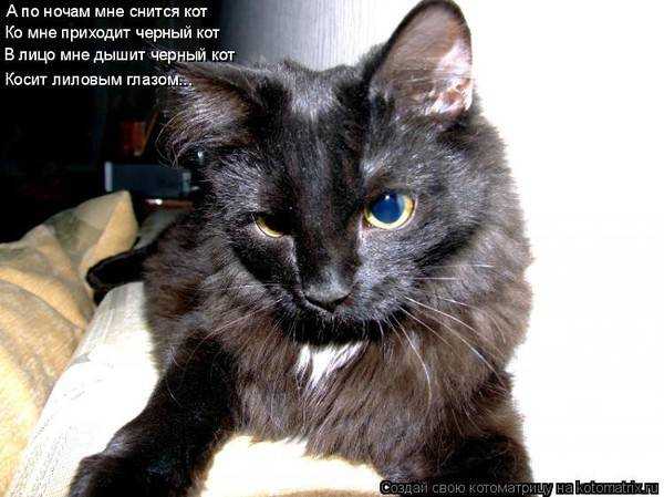К чему снится черный кот: толкования сонника