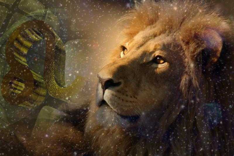 Толкование, к чему снится лев женщине. видеть во сне льва таит в себе определенные знаки