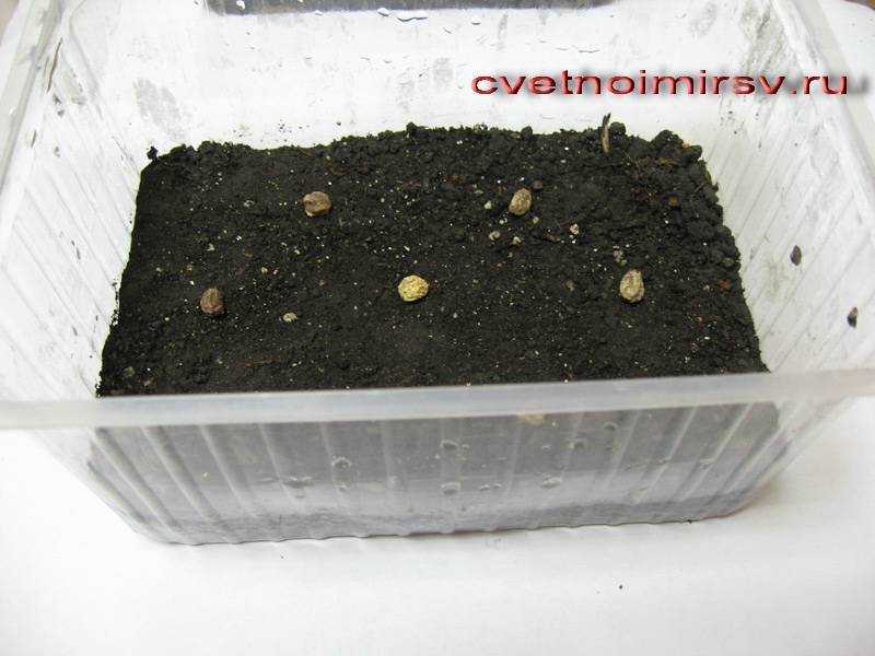 Настурция: выращивание из семян, когда сажать на рассаду + фото