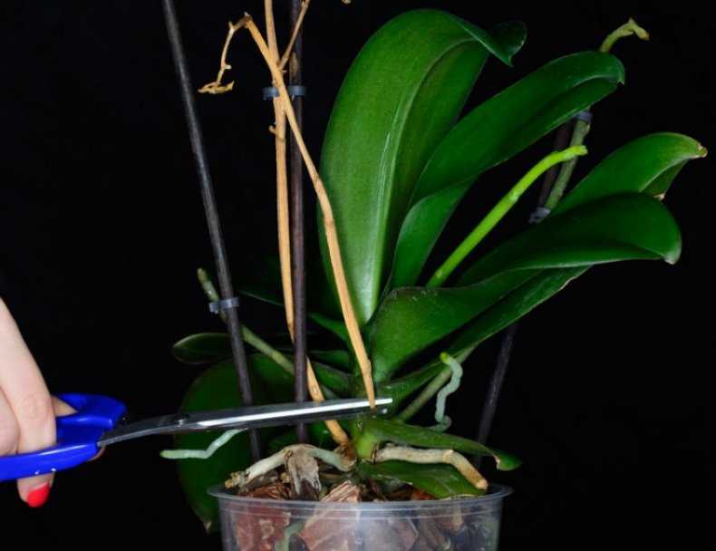 Орхидея – один из популярнейших и прекраснейших цветков на Земле Однако ей нужен соответствующий уход, чтобы цветонос не вял после продолжительного шестимесячного цветения Следуя некоторым рекомендациям, вы сможет обеспечить растению долгую и плодотворную