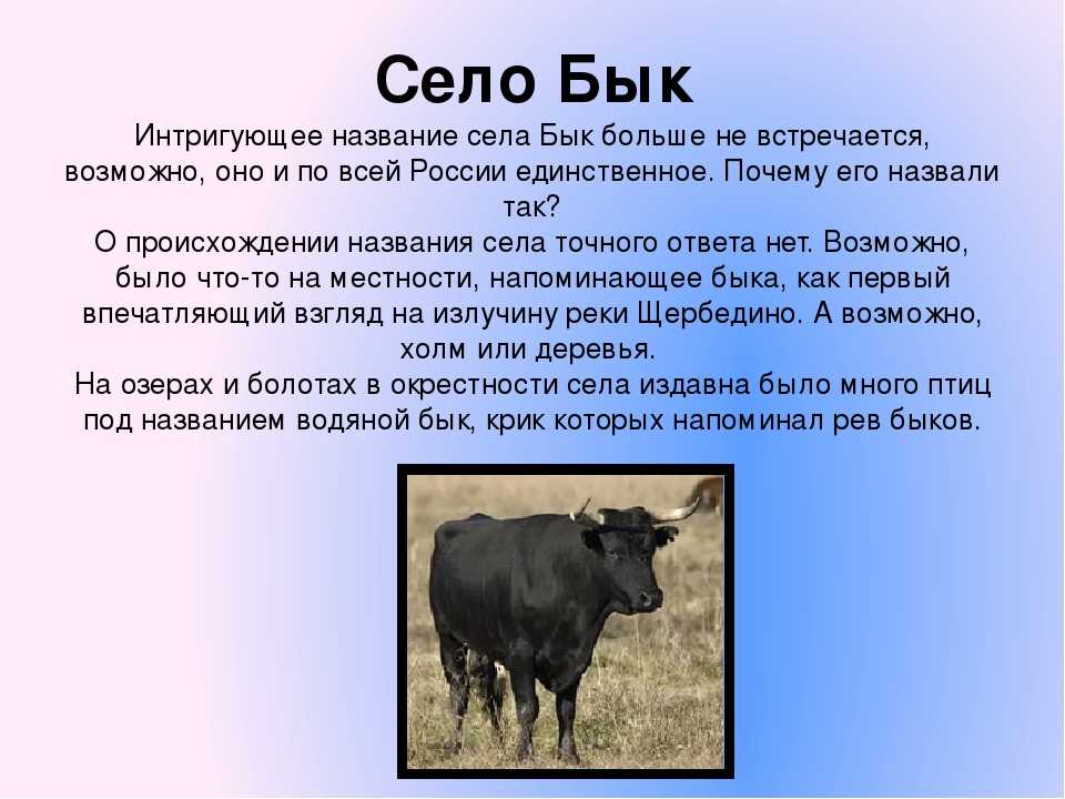 К чему снятся быки мужчине. Интересные факты о быках. Сообщение про быка. Рассказ про быка. Интересные факты о быках для детей.